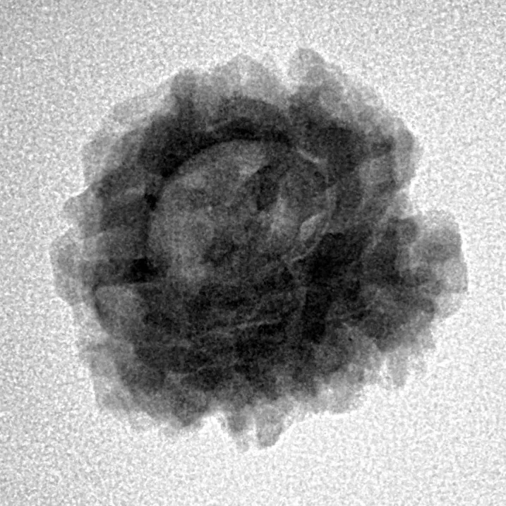 1 Mukhi Rudraksha 21mm 2.81gm - Inverse xray