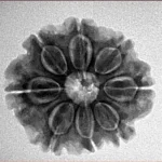 8 Mukhi Rudraksha 23.3mm 4gm - Origin: Nepal - Inverse xray