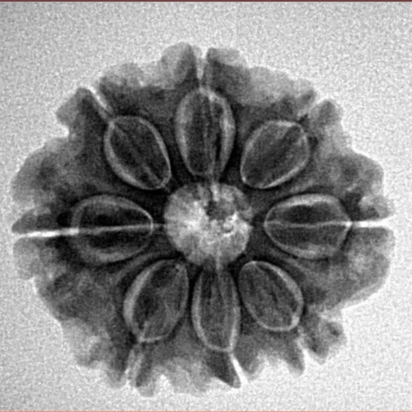 8 Mukhi Rudraksha 23.3mm 4gm - Origin: Nepal - Inverse xray