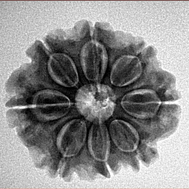 8 Mukhi Rudraksha 23.3mm 4gm - Origin: Nepal - Inverse xray