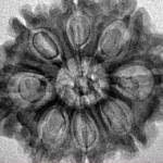 8 Mukhi Rudraksha 28mm 4.07gm - Inverse xray