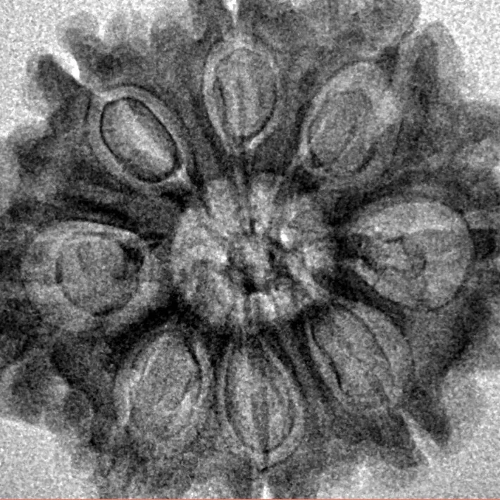 8 Mukhi Rudraksha 28mm 4.07gm - Inverse xray