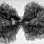 9 MK Gaurishankar 39.7mm 9.51gm - Inverse xray