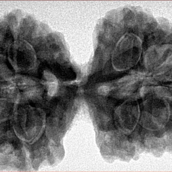 9 MK Gaurishankar 39.7mm 9.51gm - Inverse xray