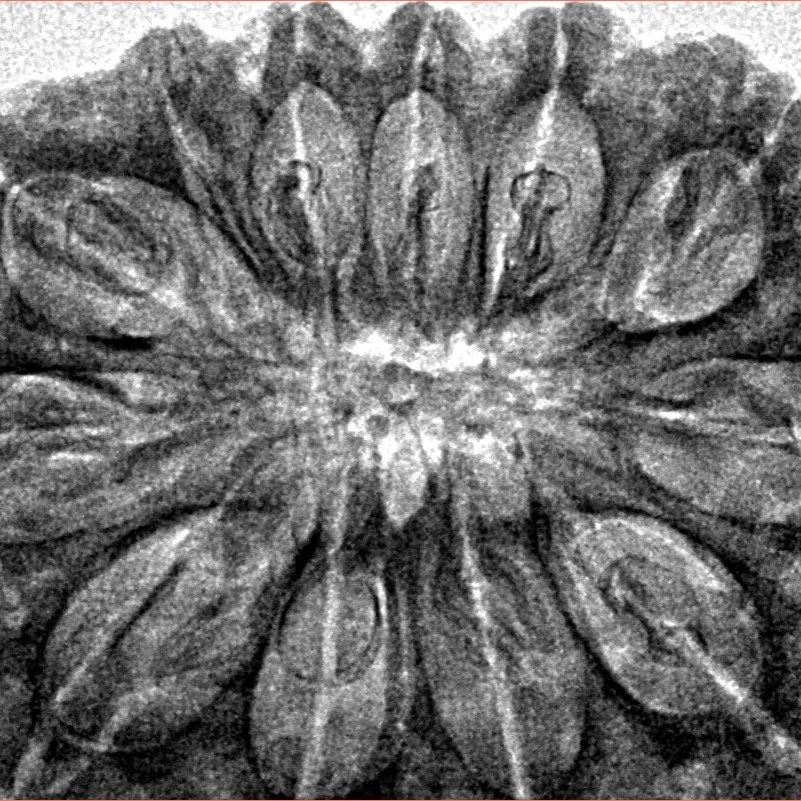 12 Mukhi Rudraksha 36.1mm 8.42gm - Inverse xray