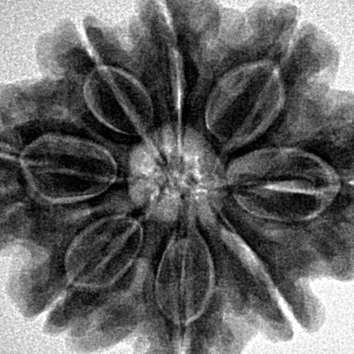 8 Mukhi Rudraksha 28mm 6.3gm - Inverse xray