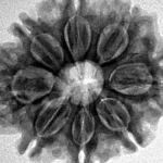 8 Mukhi Rudraksha 28mm 5.71gm - Inverse xray