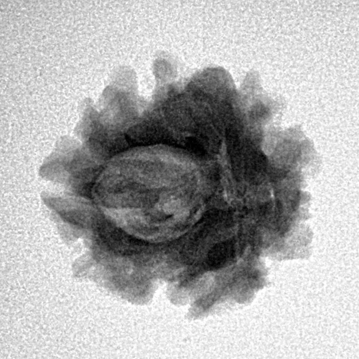 1 Mukhi Rudraksha 21.4mm 2.42gm - Inverse xray