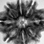 8 Mukhi Rudraksha 28.3mm 6.37gm - Inverse xray