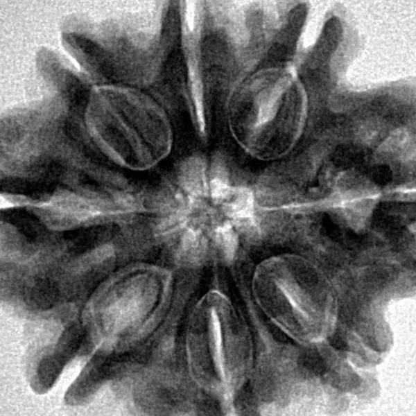 8 Mukhi Rudraksha 28.3mm 6.37gm - Inverse xray