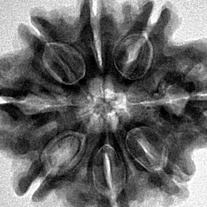 8 Mukhi Rudraksha 28.3mm 6.37gm - Inverse xray
