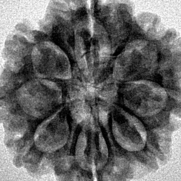 8 Mukhi Rudraksha 25.8mm 5.23gm - Inverse xray