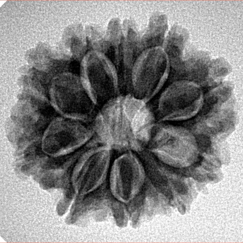 10 Mukhi Rudraksha 24.1mm 3.8gm - Inverse xray