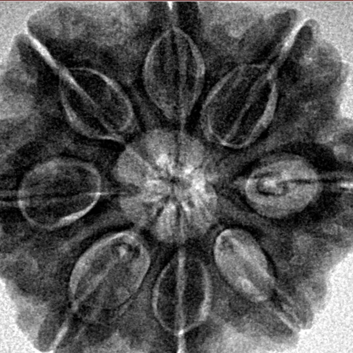 8 Mukhi Rudraksha 27.2mm 7gm - Inverse xray