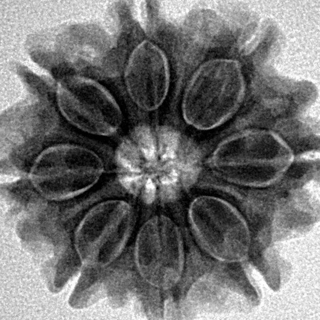 8 Mukhi Rudraksha 23.3mm 3.91gm - Inverse xray
