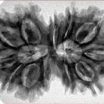 12 MK Gaurishankar 35.6mm 6.18gm - Inverse xray