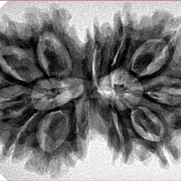 12 MK Gaurishankar 35.6mm 6.18gm - Inverse xray