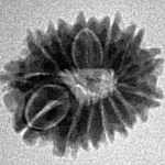 14 Mukhi Rudraksha 18.6mm 1.62gm - Inverse xray