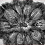 10 Mukhi Rudraksha 34.1mm 6.4gm - Inverse xray
