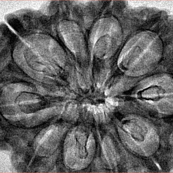 10 Mukhi Rudraksha 34.1mm 6.4gm - Inverse xray