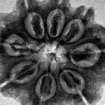 8 Mukhi Rudraksha 27.2mm 5.28gm - Inverse xray