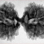 11 MK Gaurishankar 37.8mm 7gm - Inverse xray