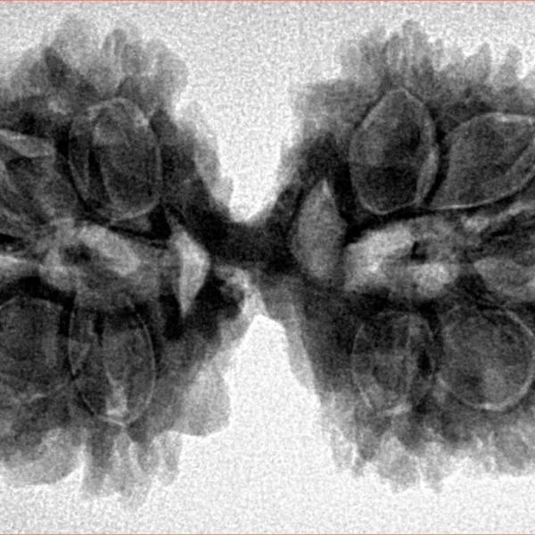 11 MK Gaurishankar 37.8mm 7gm - Inverse xray