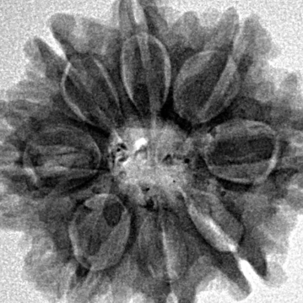 8 Mukhi Rudraksha 24.5mm 4.31gm - Inverse xray