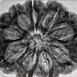 9 Mukhi Rudraksha 31.3mm 6.43gm - Inverse xray