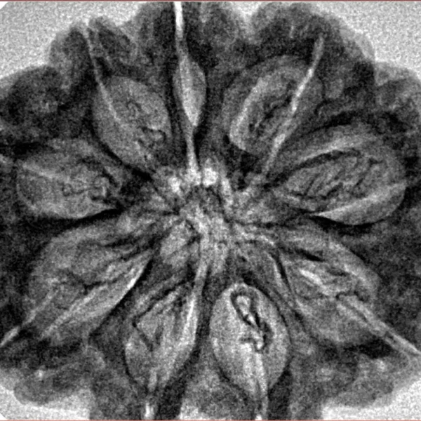 9 Mukhi Rudraksha 31.3mm 6.43gm - Inverse xray