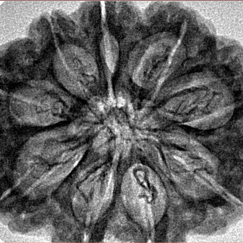 9 Mukhi Rudraksha 31.3mm 6.43gm - Inverse xray