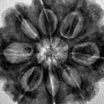 8 Mukhi Rudraksha 29.2mm 7.87gm - Inverse xray