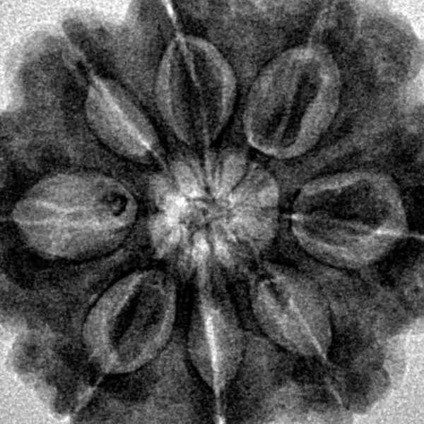 8 Mukhi Rudraksha 29.2mm 7.87gm - Inverse xray