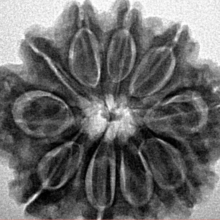 10 Mukhi Rudraksha 26.9mm 5.43gm - Inverse xray