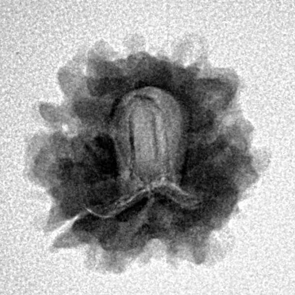 1 Mukhi Rudraksha 19.4mm 2gm - Origin: North India - Inverse xray