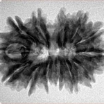 13 MK Gaurishankar 29.1mm 4.59gm - Inverse xray