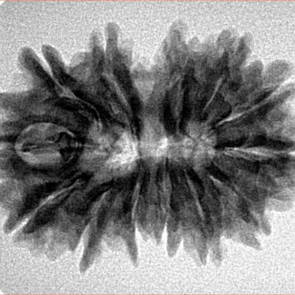 13 MK Gaurishankar 29.1mm 4.59gm - Inverse xray