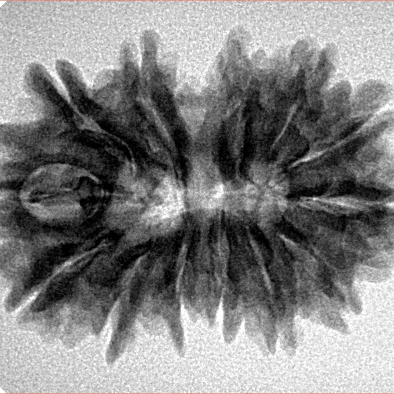13 MK Gaurishankar 29.1mm 4.59gm - Inverse xray