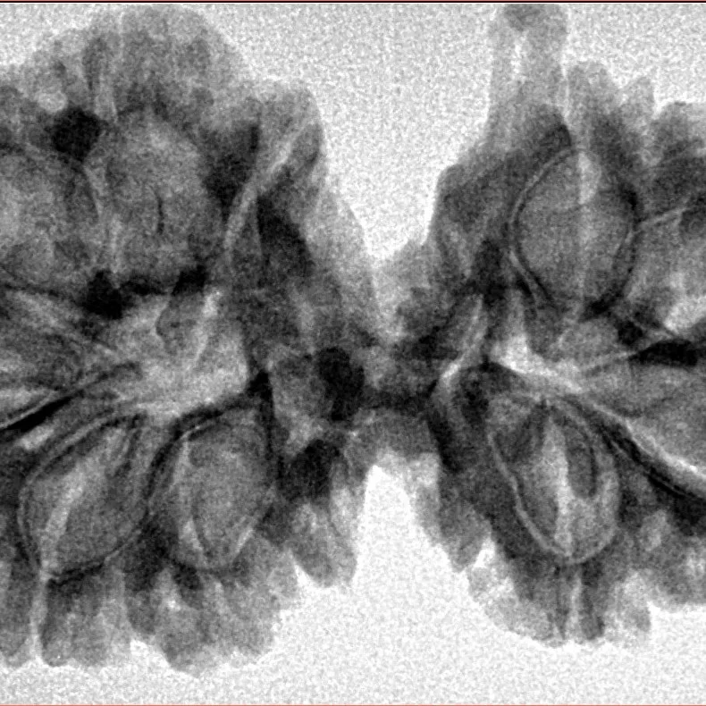 10 Mukhi G.S & Ganesh 37.6mm 6.59gm - Inverse xray