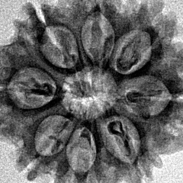 8 Mukhi Rudraksha 26.3mm 3.55gm - Inverse xray
