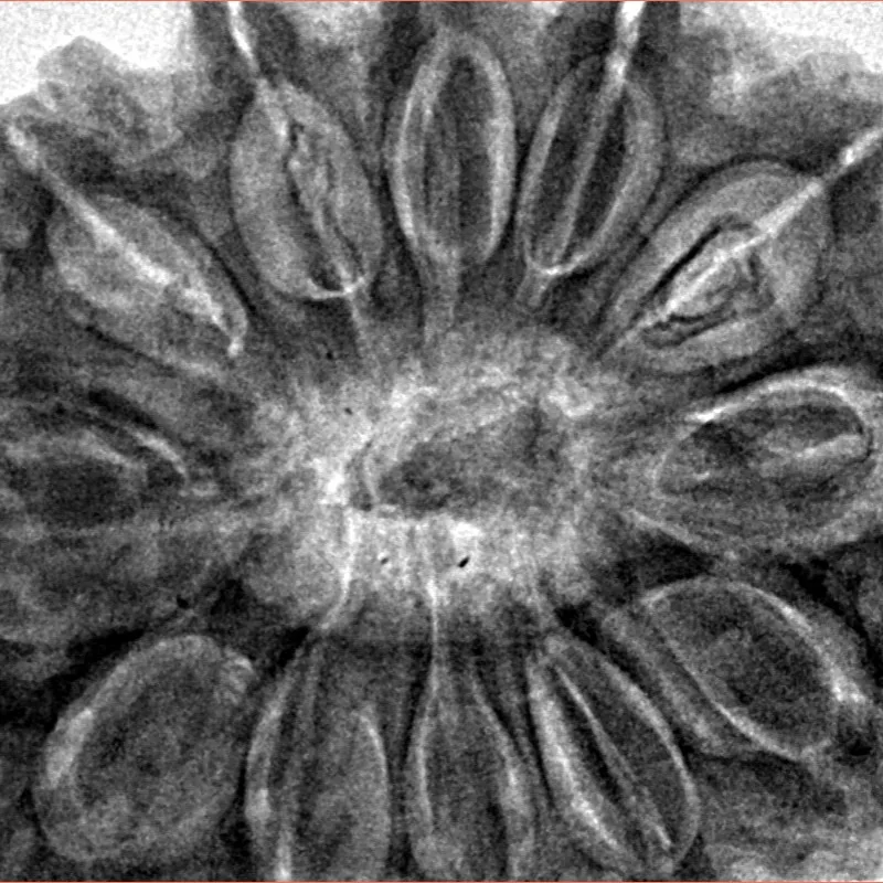 12 Mukhi Rudraksha 36.2mm 10.51gm - Inverse xray