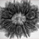 10 Mukhi Rudraksha 30.1mm 7.06gm - Inverse xray