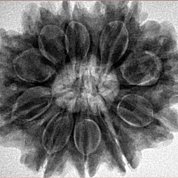 10 Mukhi Rudraksha 30.1mm 7.06gm - Inverse xray