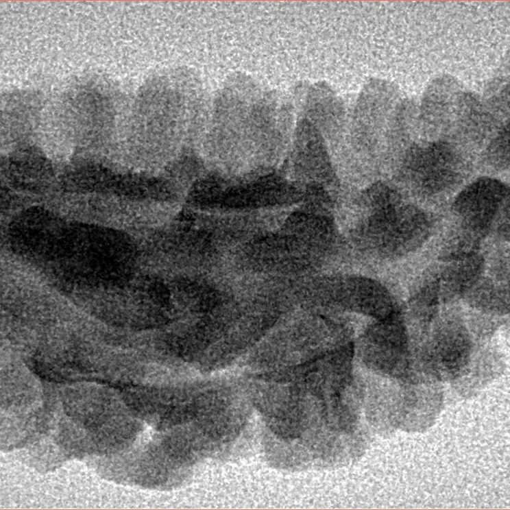 1 Mukhi Rudraksha 48.2mm 6.62gm - Inverse xray