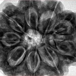 9 Mukhi Rudraksha 32.3mm 9.75gm - Inverse xray