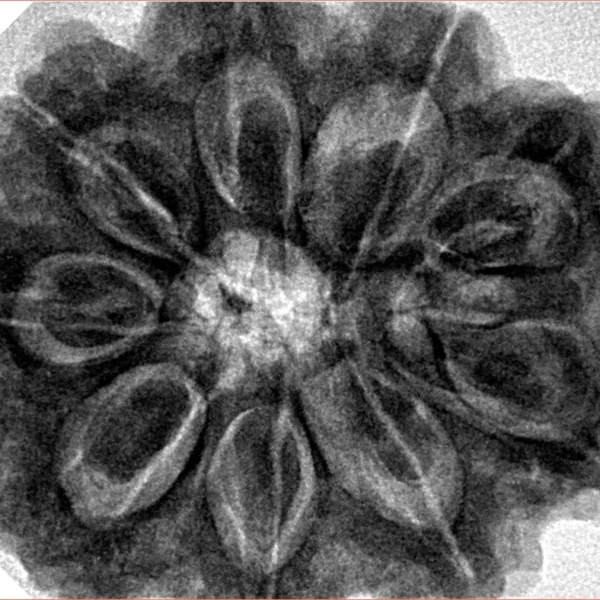 9 Mukhi Rudraksha 32.3mm 9.75gm - Inverse xray