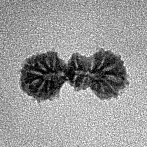 19 Mukhi Trijuti 14.9mm 0.37gm - Inverse xray