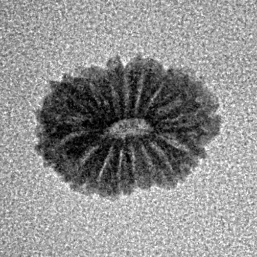 17 Mukhi Rudraksha 12.6mm 0.46gm - Inverse xray