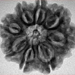8 Mukhi Rudraksha 26.3mm 5.61gm - Inverse xray