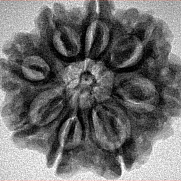 8 Mukhi Rudraksha 26.3mm 5.61gm - Inverse xray